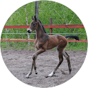 Charlotte Liliemark profile picture